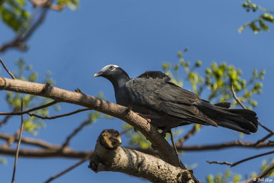 White-crowned Pigeon  2
