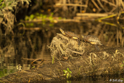 Western Pond Turtles  26