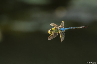 Dragonfly  4
