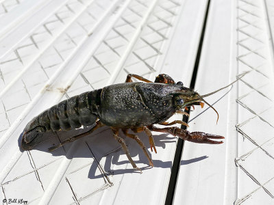 Crayfish  1