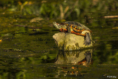 Red-eared Slider Turtle  1