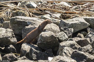 American Mink  1