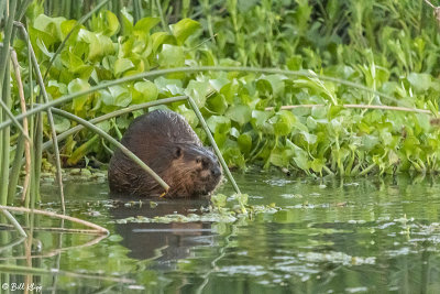 Beaver  41