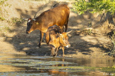 Cows, Kellogue Creek  14