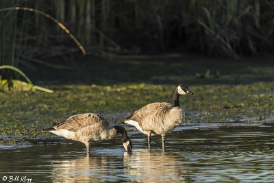 Canada Geese  39