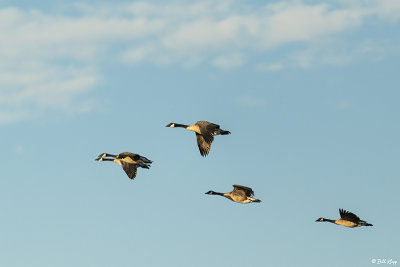 Canada Geese  41