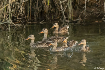 Mallard Ducks  37