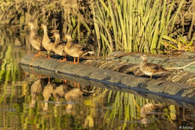 Mallard Ducks  38