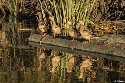Mallard Ducks  39