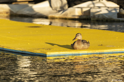 Mallard Ducks  40