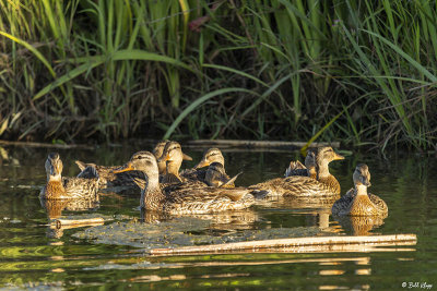 Mallard Ducks  45