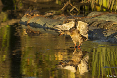 Mallard Ducks  46