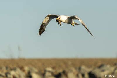 Ring-billed Gull  6