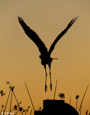 Great Blue Heron sunset  81