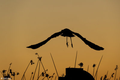 Great Blue Heron sunset  82