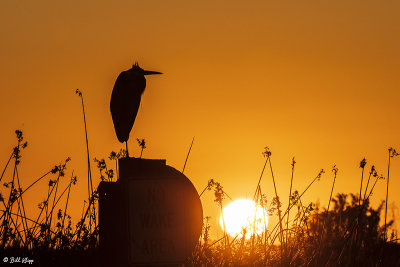 Great Blue Heron sunset  85