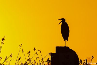 Great Blue Heron sunset  87