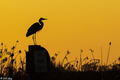 Great Blue Heron sunset  88