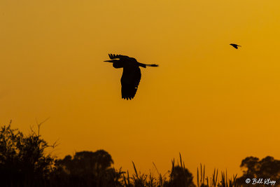 Great Blue Heron sunset  90