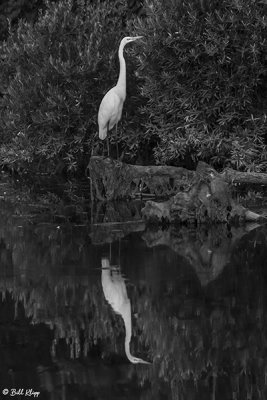 Great Egrets  79