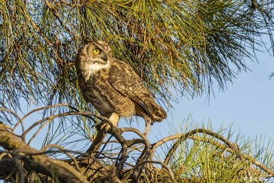 Great Horned Owl  15