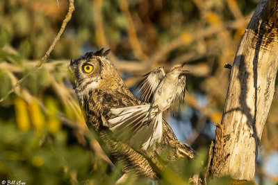 Great Horned Owl  16