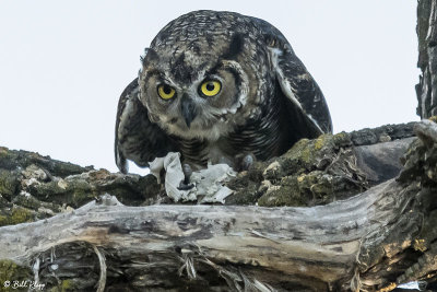 Great Horned Owl  17