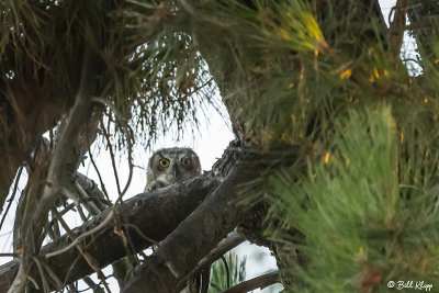 Great Horned Owl  19
