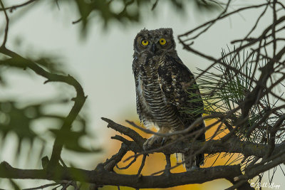 Great Horned Owl  20