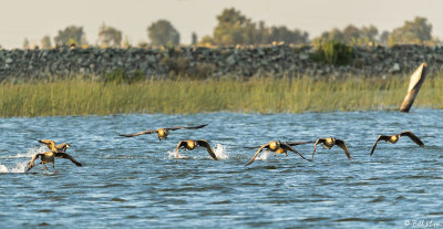 Canada Geese  45