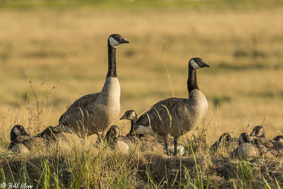Canada Geese  55