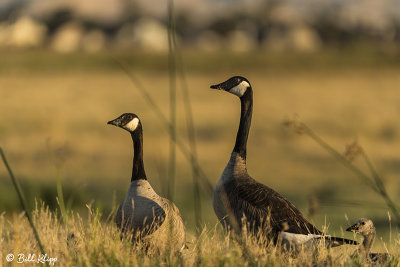Canada Geese  56