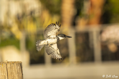Belted Kingfisher  12