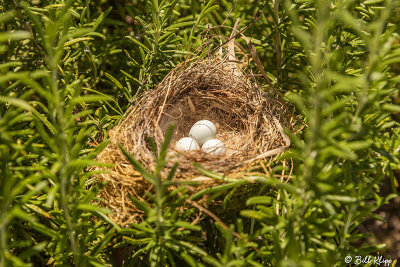 Sparrow Nest  1