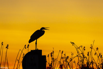 Great Blue Heron sunset  91
