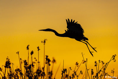 Great Blue Heron sunset  92