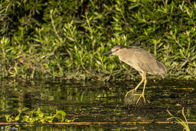 Black-crowned Night Heron  19