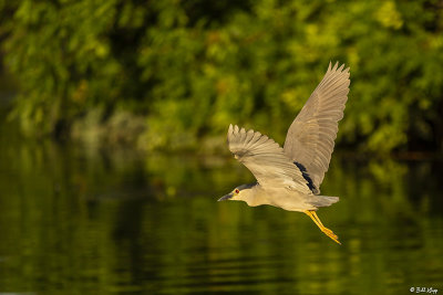 Black-crowned Night Heron  23