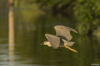 Black-crowned Night Heron  24