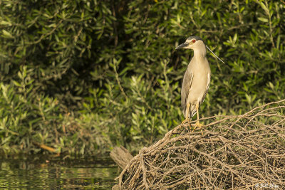 Black-crowned Night Heron  25