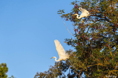 Great Egrets  91