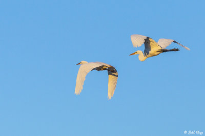Great Egrets  92