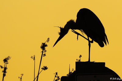 Great Blue Heron Sunset  12