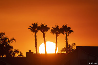 Sunset Palms  2