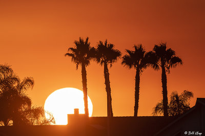 Sunset Palms  1