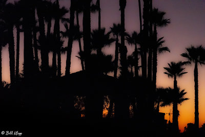 Sunset Palms  4