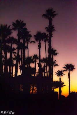 Sunset Palms  7