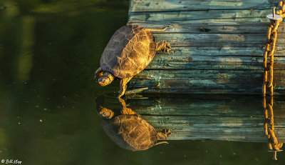 Western Pond Turtles  31