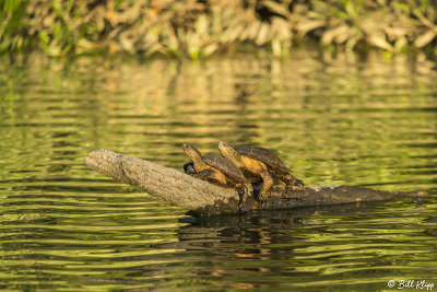 Western Pond Turtles  34