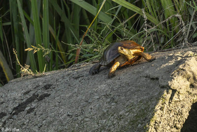 Western Pond Turtles  37